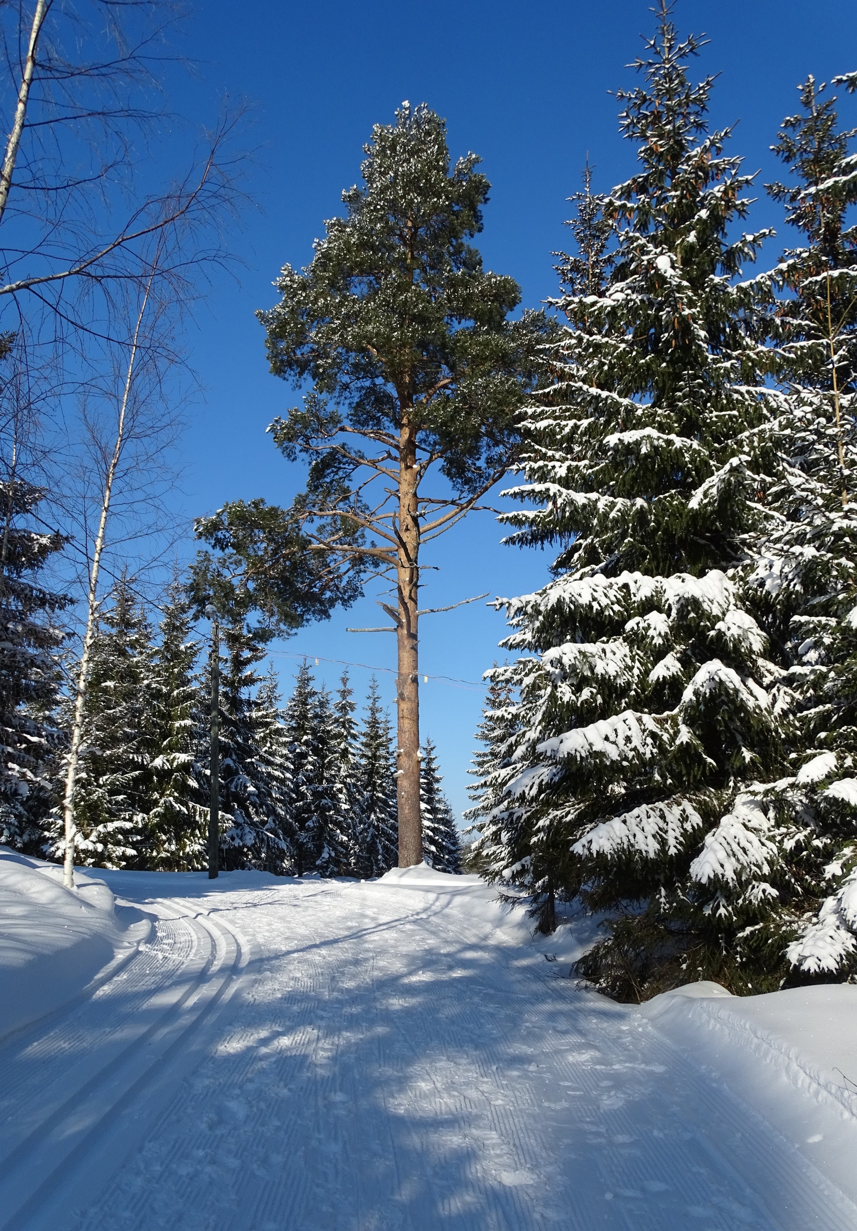 Oinasjärvilatu